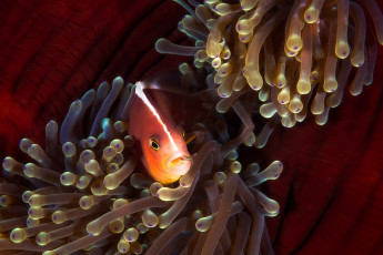 Картинка животные рыбы рыба клоун море под водой амфиприон актинии