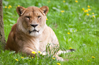 Картинка животные львы трава львица одуванчики