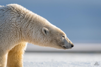 Картинка животные медведи белый полярный морда профиль