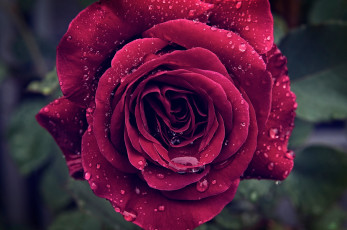 Картинка цветы розы роза капли макро мокро