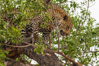 Картинка животные леопарды хищник дерево листва маскировка африка