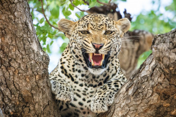 Картинка животные леопарды кошка хищник морда пасть клыки оскал ярость злость угроза агрессия рык сердитый африка