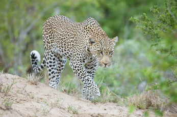 Картинка животные леопарды кошка морда идёт африка