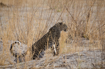 Картинка животные леопарды грация окрас трава кошка