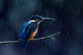 Картинка животные зимородки дождь зимородок капли птица ветка брызги