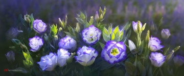обоя цветы, розы, by, duongquocdinh, красивые