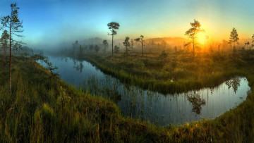 Картинка природа восходы закаты деревья ряска небо трясина утро туман болото
