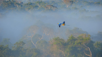 Картинка животные попугаи птицы полёт туман ара