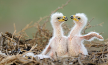 Картинка животные птицы+-+хищники близнецы братья гнездо птенцы хищники орёл орлята