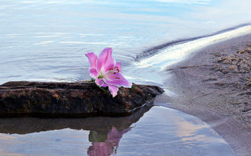 обоя цветы, лилии,  лилейники, камень, вода