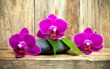 обоя цветы, орхидеи, трио