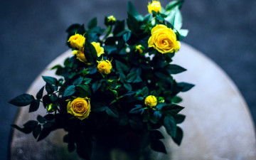 Картинка цветы розы бутоны желтые