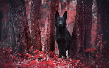 Картинка животные собаки лес взгляд собака