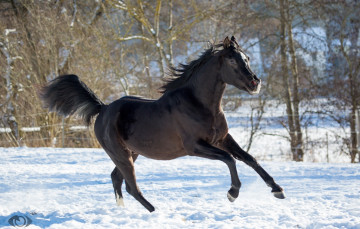 Картинка автор +oliverseitz животные лошади конь вороной бег движение грация мощь красавец взгляд позирует зима снег загон