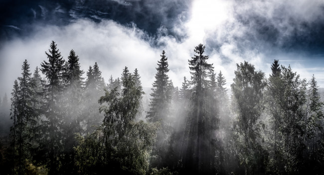 Обои картинки фото природа, лес, туман, осень