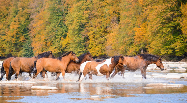 Обои картинки фото животные, лошади, кони, табун, река, брызги, осень