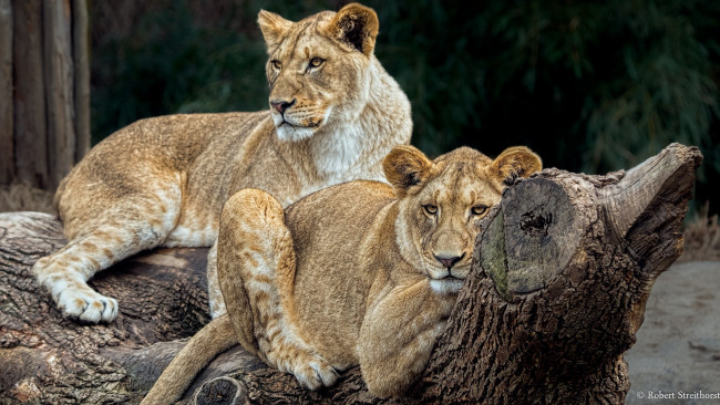 Обои картинки фото животные, львы, детёныши, парочка