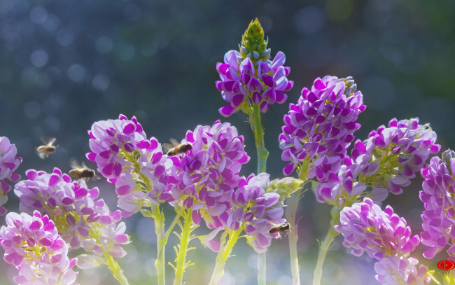 Обои картинки фото цветы, люпин, природа, by, duongquocdinh, красивые