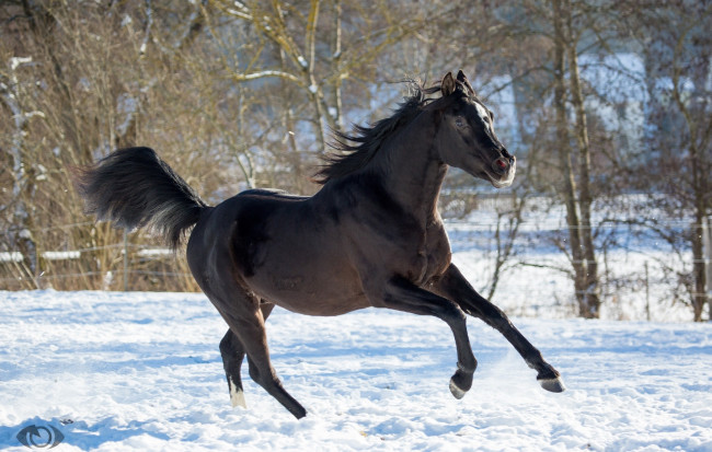 Обои картинки фото автор,  oliverseitz, животные, лошади, конь, вороной, бег, движение, грация, мощь, красавец, взгляд, позирует, зима, снег, загон