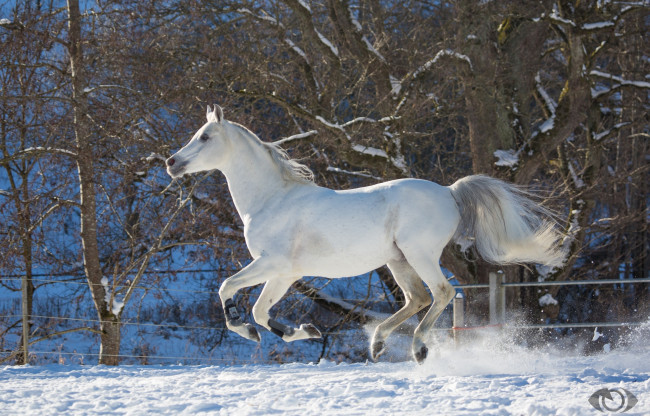 Обои картинки фото автор,  oliverseitz, животные, лошади, конь, белый, галоп, бег, движение, грация, мощь, зима, снег, загон