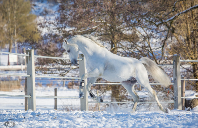 Обои картинки фото автор,  oliverseitz, животные, лошади, конь, белый, движение, скачок, профиль, мощь, грация, красота, резвый, игривый, загон, зима, снег