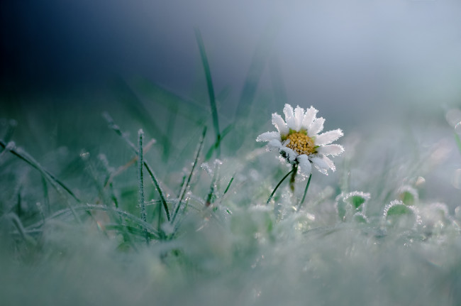 Обои картинки фото цветы, ромашки, иней, макро, трава, цветок, мороз