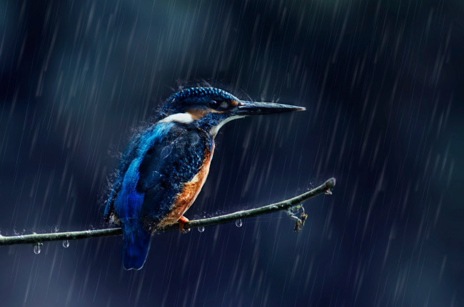 Обои картинки фото животные, зимородки, дождь, зимородок, капли, птица, ветка, брызги