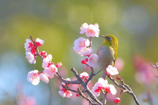 Обои картинки фото животные, белоглазки, весна, боке, цветы, ветка, свет, птица