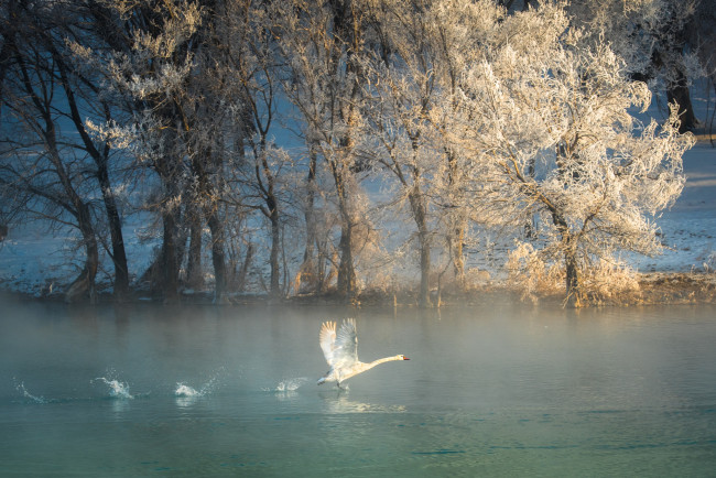 Обои картинки фото животные, лебеди, деревья, лебедь, река, зима, птица, иней