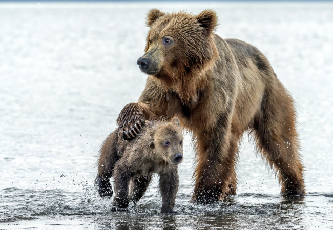 Обои картинки фото животные, медведи, медведица, капли, медведь, вода, мокрые, медвежонок