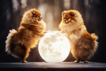 Картинка животные собаки померанский шпиц