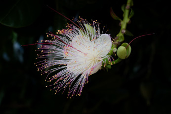 Картинка barringtonia цветы