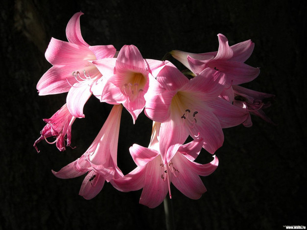 Обои картинки фото цветы, амариллисы, гиппеаструмы