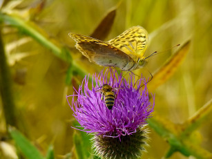 обоя butterfly, животные, бабочки