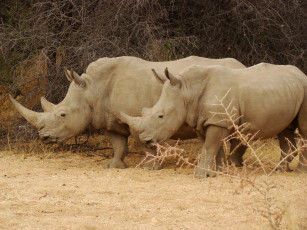 Картинка rhinoc& 233 ros 224 epako game lodge en namibia животные носороги