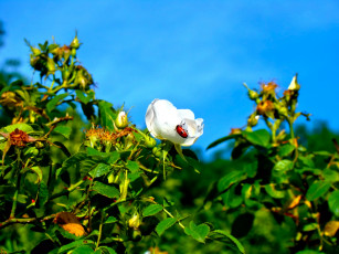 Картинка wildroses цветы шиповник