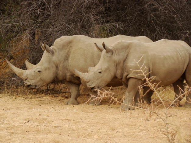 Обои картинки фото rhinoc&, 233, ros, 224, epako, game, lodge, en, namibia, животные, носороги