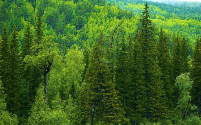 Обои картинки фото природа, лес