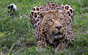 Картинка животные леопарды