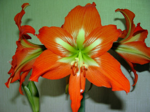 обоя цветы, амариллисы, гиппеаструмы, оранжевый