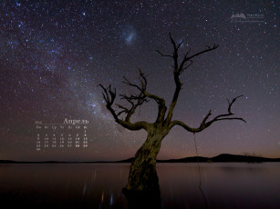 Картинка календари природа дерево