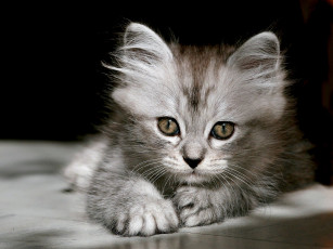 Картинка животные коты серый котенок