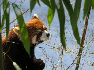 Картинка животные панды листья рыжий панда