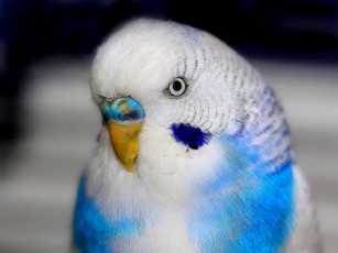 Картинка животные попугаи перья голова