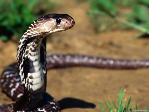 Картинка животные змеи питоны кобры кобра