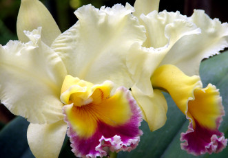 Картинка цветы орхидеи экзотика лепестки кремовый