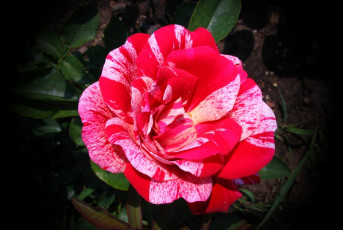 Картинка цветы камелии двухцветная роза