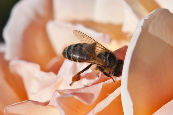 Картинка животные пчелы осы шмели насекомое цветок макро пчела