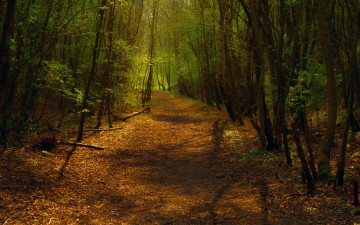 обоя природа, дороги, путь, свет, деревья, поворот, тропа, дорожка, тени, смешанный, лес, листва
