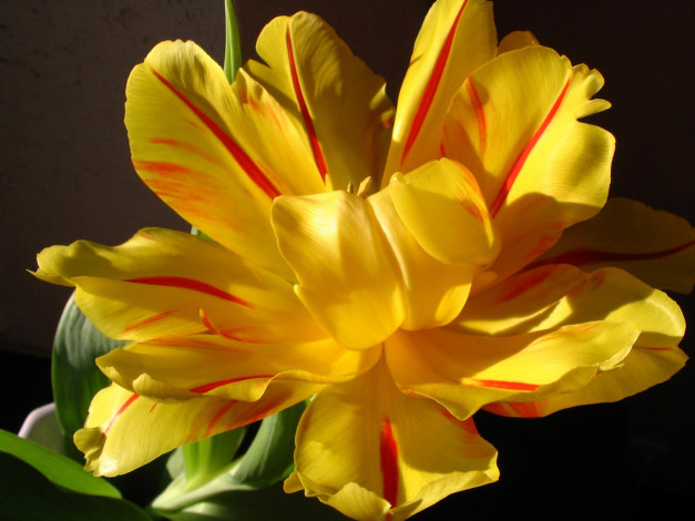 Обои картинки фото автор, danaka, цветы, тюльпаны, макро